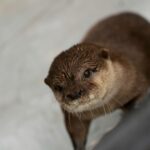 a close up of a small animal on a rock