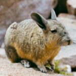 a close up of a small animal on a rock