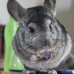 Chinchillas